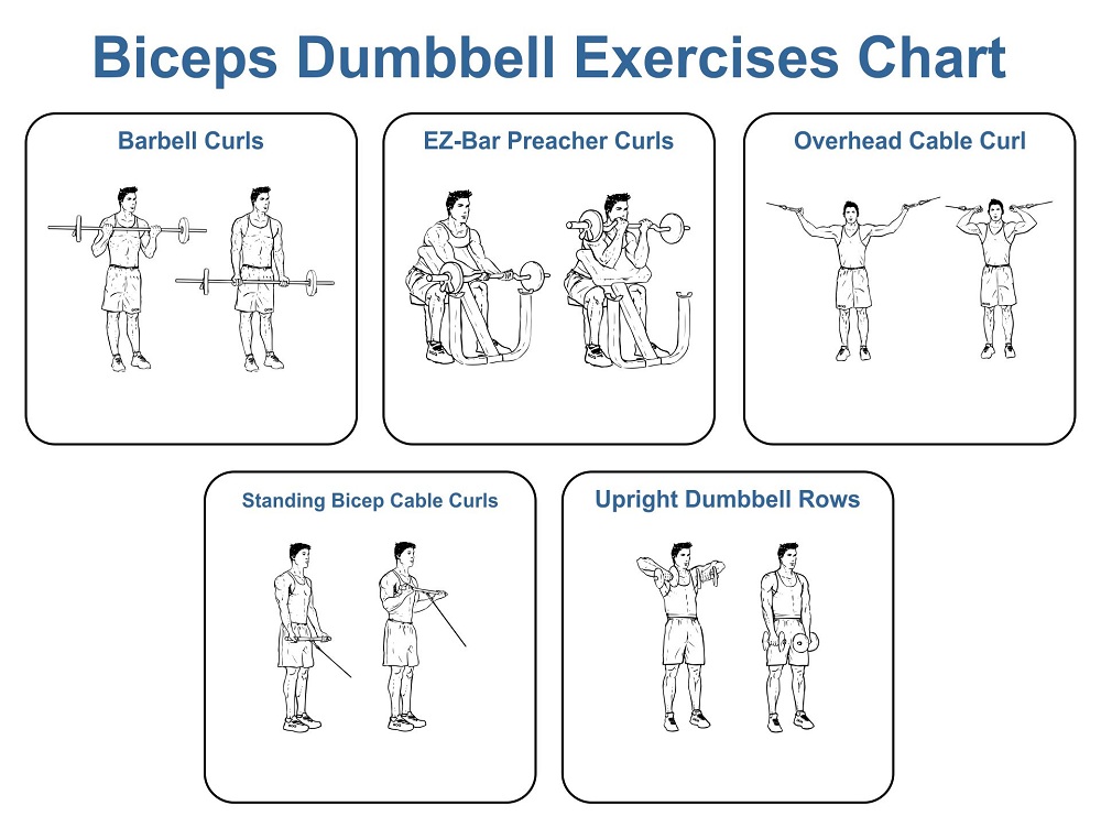 Biceps Dumbbell Exercises Chart